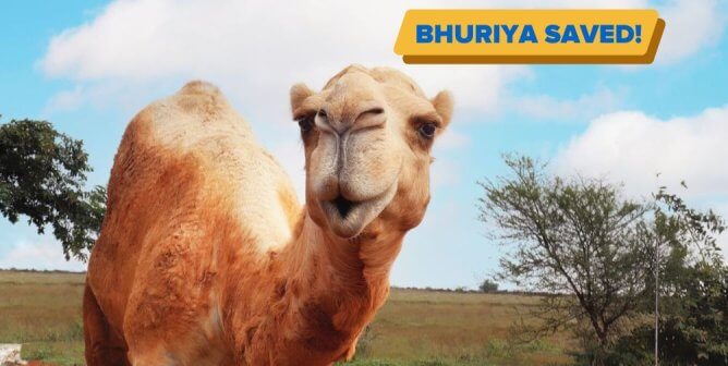 a camel named Bhuriya who was saved