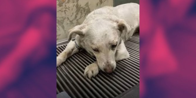 Britney rescued in Ukraine