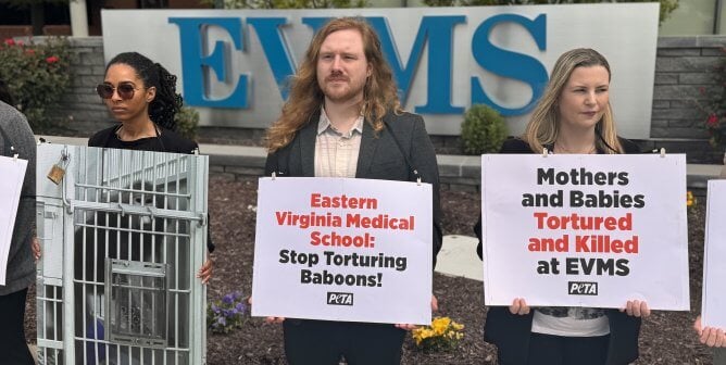 PETA supporters protest Eastern Virginia Medical School (EVMS ) over its treatment of baboons in experiments