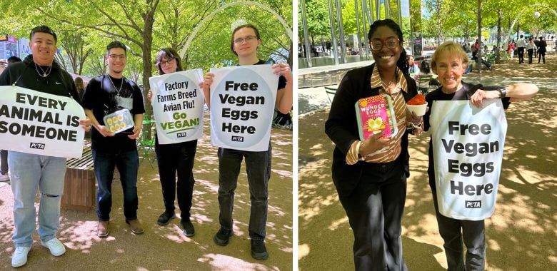 Mass Chicken Killings Amid Avian Flu Outbreaks Prompt PETA Vegan Egg Giveaway