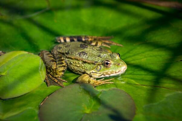 Close up of a bullfrog sitting on a water lily leaf