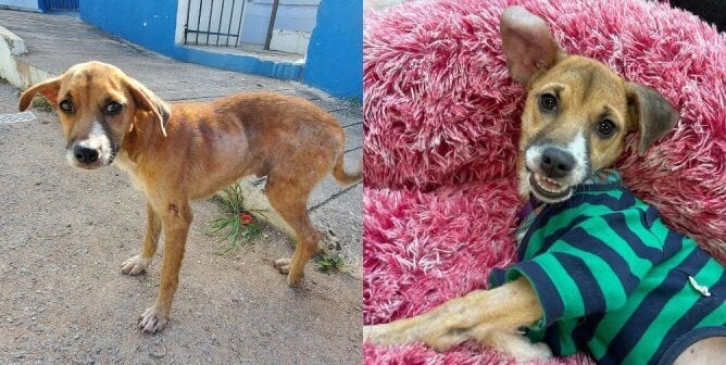 Rescued dog Gordon before and after