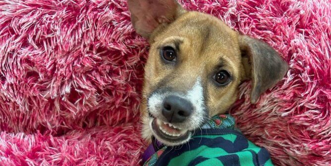 Gordon on pink fluffy chair
