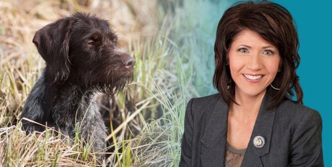 kristi noem and a photo of a wirehaired pointer