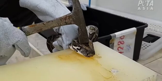 a worker strikes a python with a hammer at a slaughterhouse in investigation implicating Kering