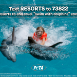 Urge Resorts to End Cruel ‘Swim With Dolphins’ Encounters