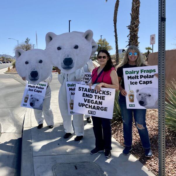 PETA "polar bears" outside Starbucks in Henderson, NV. "Starbucks: end the vegan upcharge."