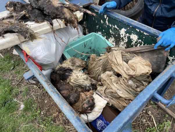 bin with rotting animal remains at a sham sanctuary