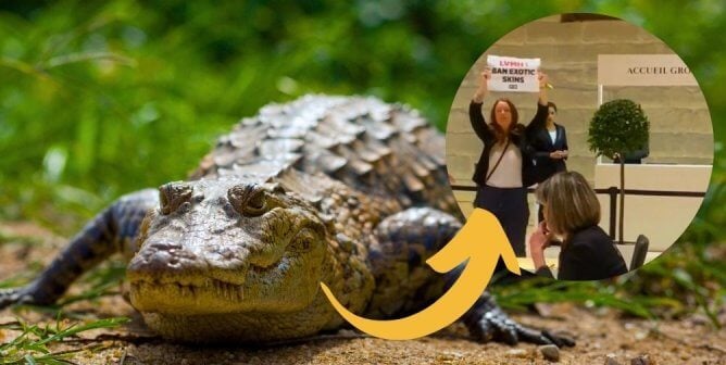 LVMH PETA UK protest in circle with an orange arrow pointing at the protest next to a crocodile from Kakrum National Park