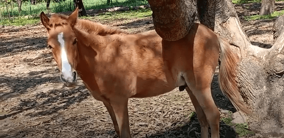 Rescued foal Messi at Animal Rahat