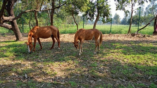 horse seeta and her foal messi grazing on the grass
