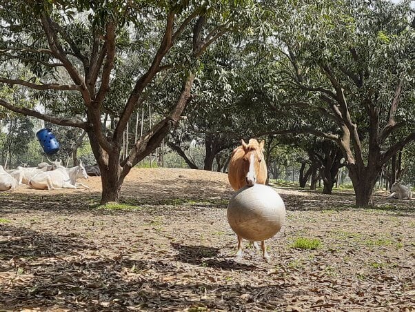 foal messi playing with silver rubber ball at sanctuary seen in peta video