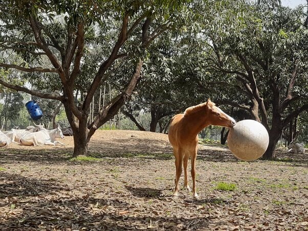 foal messi playing with silver rubber ball at sanctuary seen in peta video