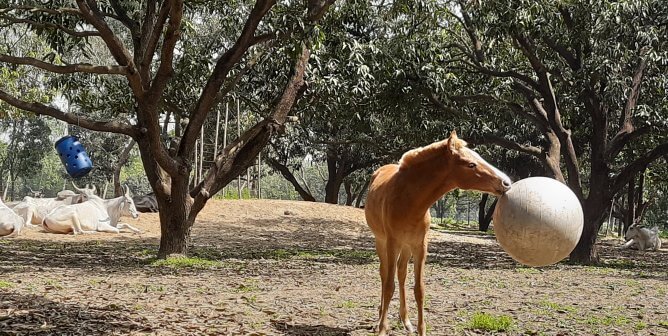 foal messi playing with silver rubber ball at sanctuary seen in peta video