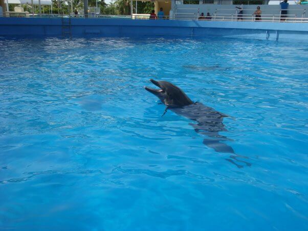 dolphin with open mouth, confined in a tank at Miami Seaquarium