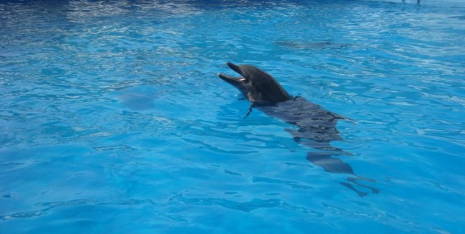 dolphin at miami seaquarium