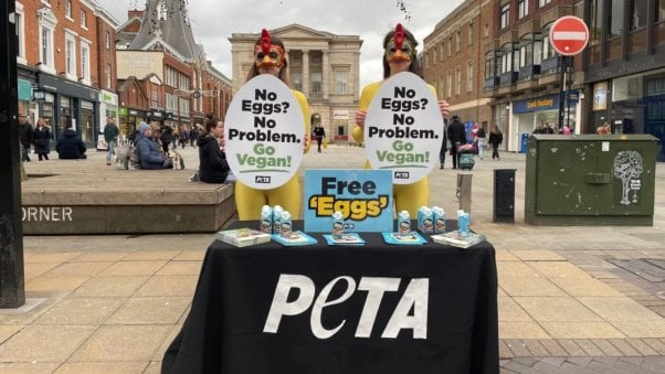 PETA supporters dressed as chickens hand out vegan egg samples
