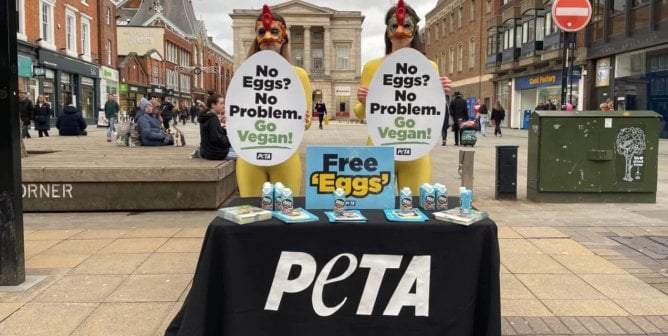 PETA supporters dressed as chickens hand out vegan egg samples
