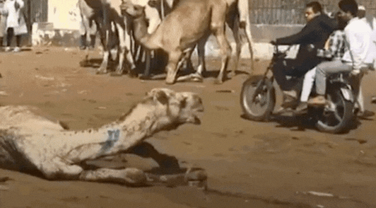 camel being dragged by a truck gif