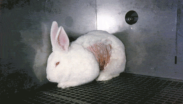 A drip, drip, drip of chemicals, right into a rabbit’s eyes
