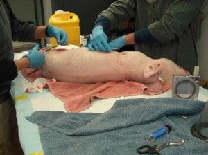 pig used in wounding experiment