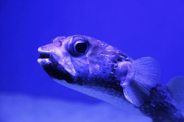 Puffer fish in blue water appears to be smiling