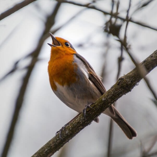 Red chested robin sitting on a tree branch