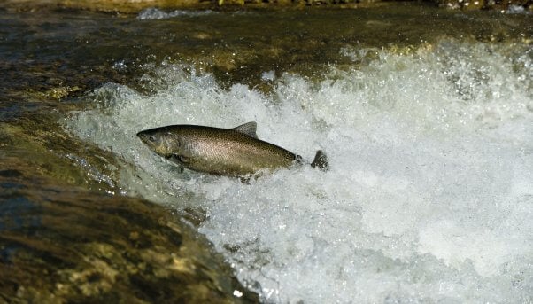 Salmon jumping upstream out of the water