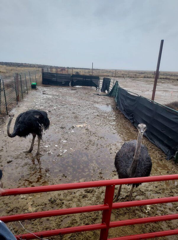 Two ostriches in a muddy barren pen