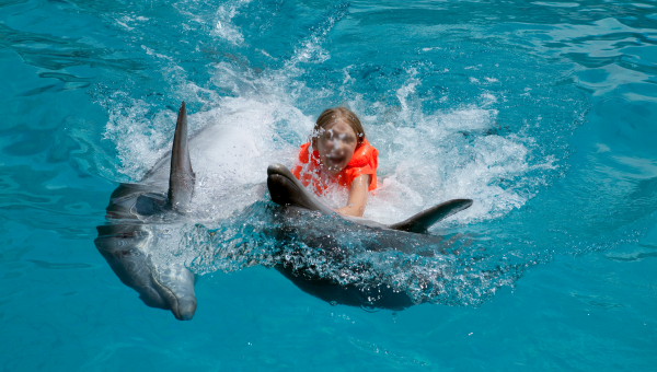 A child swimming with dolphins.