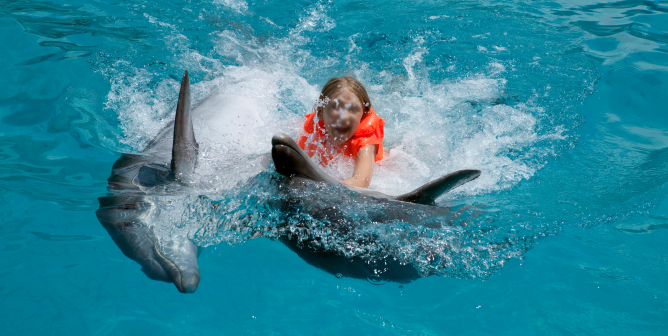 A child swimming with dolphins.