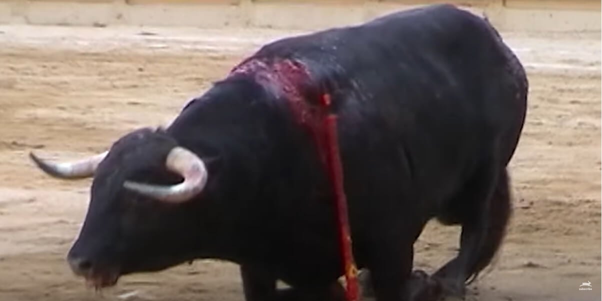 Bullfights in Reverse | PETA
