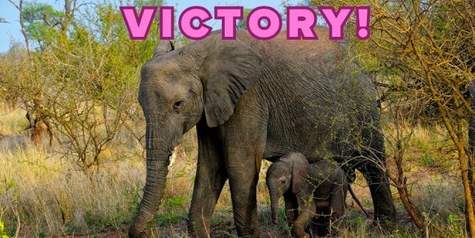 Parent and baby elephant in Kruger Park with victory text in purple