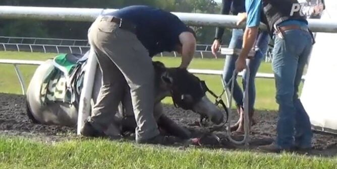 A young thoroughbred horse collapsed on the track with humans around him