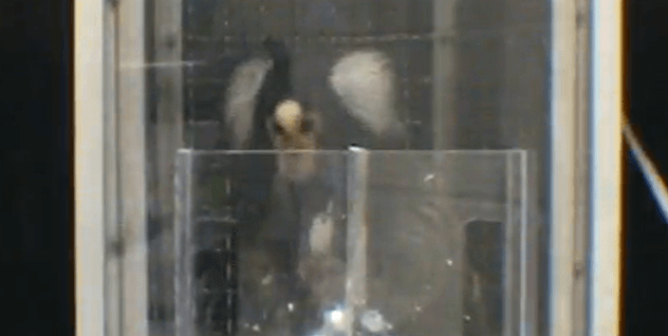 Photo of Chewie showing the metal tag around his neck