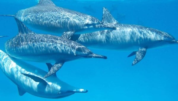 Four dolphins together in the ocean with blue background