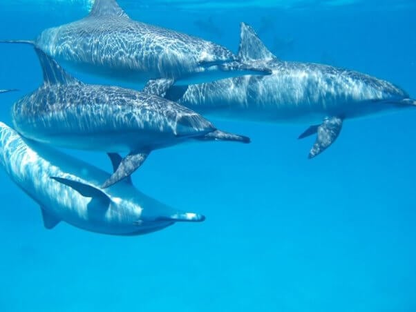 Four dolphins together in the ocean with blue background
