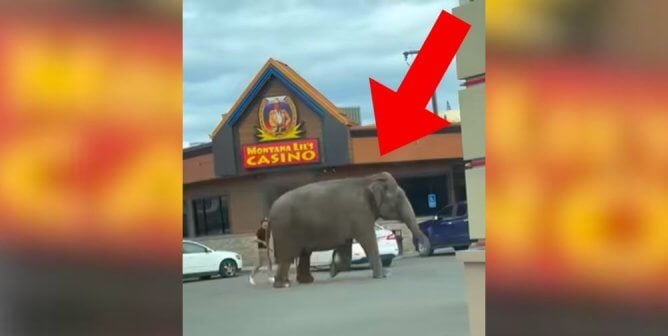 Viola the elephant escapes, walking in front of a casino with a red arrow pointing at her