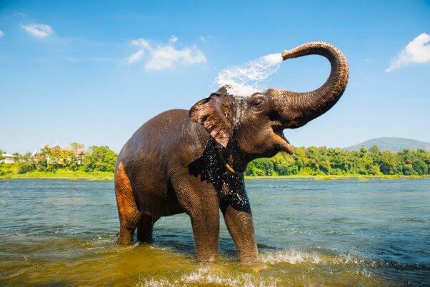 elephant in India spraying eElephant bathing themselves in river in India