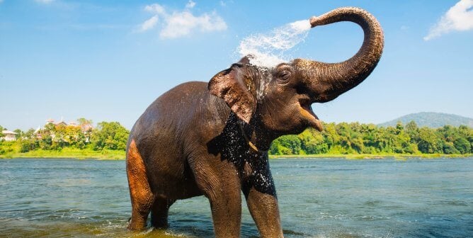 elephant in India spraying eElephant bathing themselves in river in India
