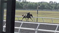 video of horse collapsing violently on a racetrack with the rider falling violently