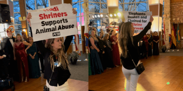 a peta supporter at a hadi shrine black tie event holding a sign