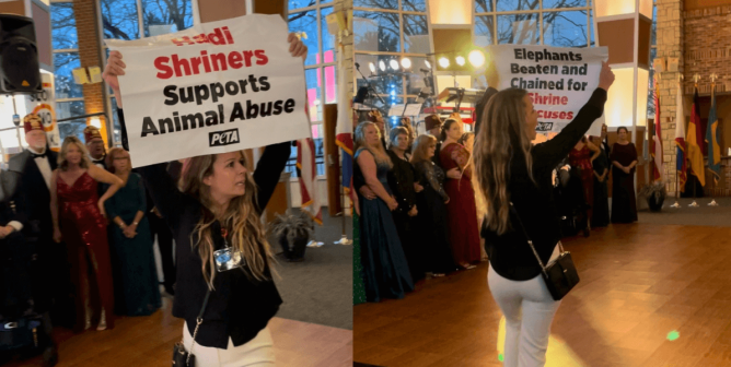 a peta supporter at a hadi shrine black tie event holding a sign