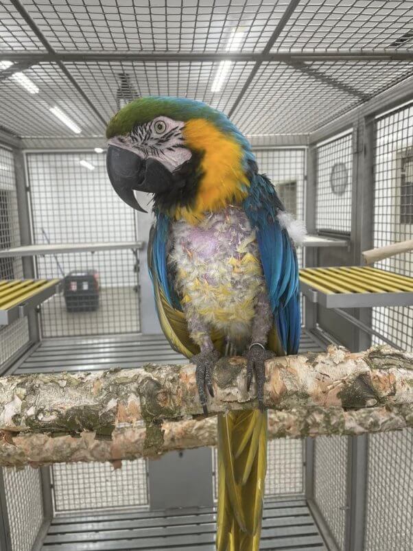 parrot in quarantine enclosure at Peaceable Primate Sanctuary