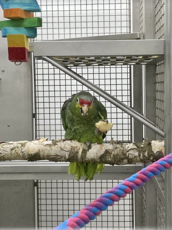 parrot in quarantine enclosure at Peaceable Primate Sanctuary