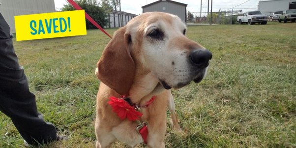 A dog on a red leash standing on grass