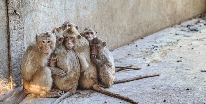 Huddled together at a macaque breeding facility.