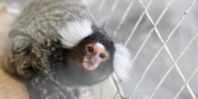 A marmoset inside of a metal cage with white bars