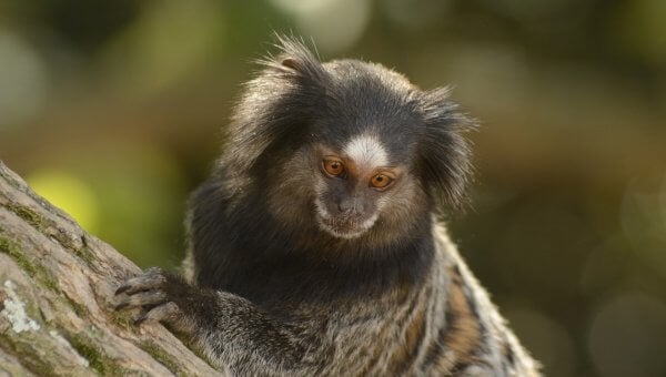 Close up of a marmoset on a tree branch