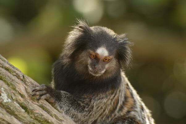 Close up of a marmoset on a tree branch